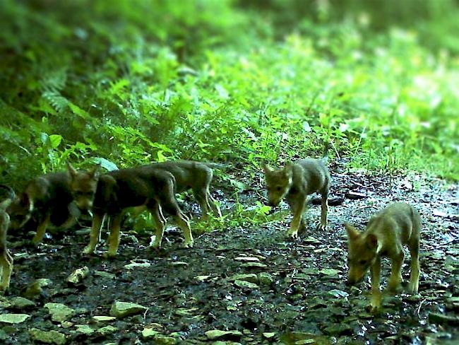 Calanda-Massiv. Laut einer Mitteilung des Kantons Graubünden bestätigen die Aufnahmen mehrerer Fotofallen die erneute Reproduktion der Wölfe. (Symbolbild)