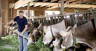 Hilfestellung. Wegen der anhaltenden Trockenheit verlangt der Schweizerische Bauernverband nun eine Aufhebung der Importz&ouml;lle auf Heu.