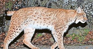 Rotluchs. Nach Ansicht der Forscher m&uuml;ssten im Wallis viel mehr Luchse leben, als sie beobachten.