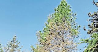 Wieder gr&uuml;ner. L&auml;rchen auf dem Rosswald, auf fast 2000 Metern, erholen sich langsam.