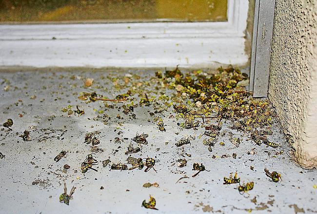 Auftrag erfüllt. Die Szenerie auf dem Fenstersims erinnert an ein Schlachtfeld.