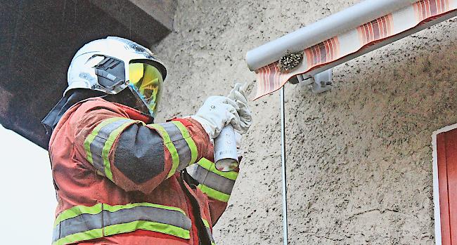 Unermüdlich. Auch strömender Regen kann die Einsatzkräfte der Stützpunktfeuerwehr Gampel/Steg nicht von ihrer Pflicht abhalten, Wespennester zu entfernen.