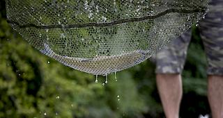 Die explosionsartige Vermehrung von Algen hat in diesem Sommer im Schiffenensee und in der Saane vor Laupen zu einem Fischsterben gef&uuml;hrt.