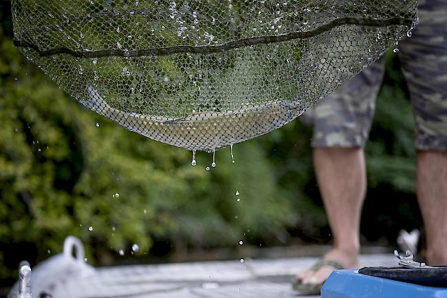 Verendete Äsche im Rhein. Die Menge der toten Fische aufgrund der aktuellen Hitze entspricht dem gesamten Fang vom vergangenen Jahr.