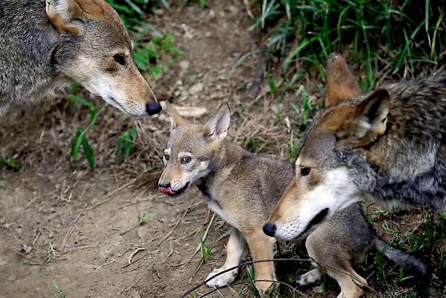 Das Wolfspaar im Morobiatal hat zum vierten Mal Nachwuchs (Symbolbild). 