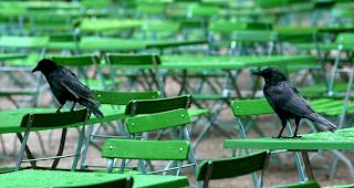 Die f&uuml;r den Einsatz trainierten Kr&auml;hen gelten als besonders intelligent. (Symbolbild)