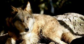 Erneute Wolfsmeldung im Kanton Uri (Symbolbild).&nbsp;