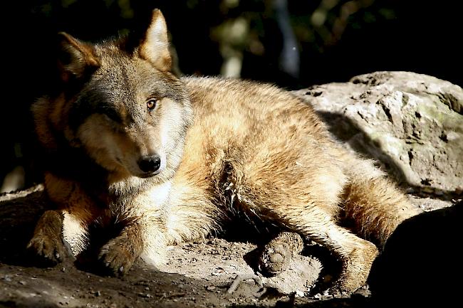 Erneute Wolfsmeldung im Kanton Uri (Symbolbild). 