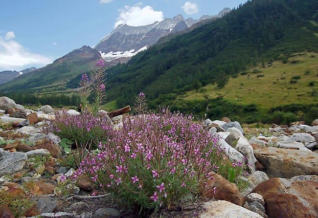 Ein herrlicher Hochsommer wird am Freitag zu einem Ende kommen.