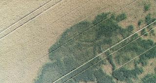 Hitzewellen und Trockenperioden forderten ihren Tribut.&nbsp;