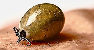 Vollgesaugt wird die Zecke erbsengross.