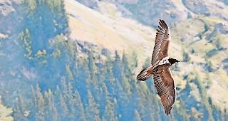 Beliebt. F&uuml;nf Bartgeier-Paare sind derzeit im Ober- und im Unterwallis sesshaft, es k&ouml;nnten noch f&uuml;nf weitere folgen.Foto Fran&ccedil;ois Biollaz