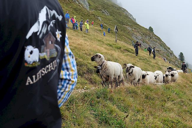 Unter der Aufsicht der Treiber kommen die Schafe auf das Aletschbord