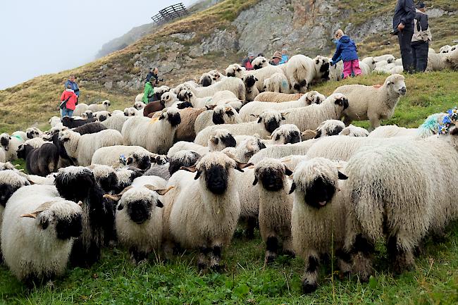 Endlich fertig – die lange Reise der Schafe ist geschafft