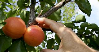 Zu heiss. Wegen mehrerer Hitzetage hat sich die Aprikosenernte im Wallis um rund f&uuml;nf Tage verz&ouml;gert.