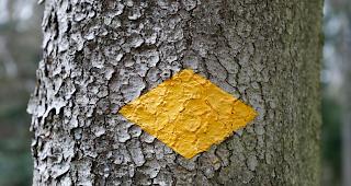 Der Vermisste wurde oberhalb eines Wanderwegs leblos aufgefunden. (Symbolbild)