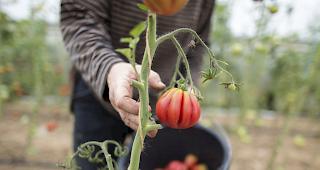 Die SP Oberwallis hat f&uuml;r die kommende Abstimmung ihre Parolen gefasst. Die Partei sagt unter anderem Ja zur Initiative f&uuml;r Ern&auml;hrungssouver&auml;nit&auml;t. 