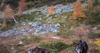 Zu viele Risse. Am Donnerstag hat der Kanton f&uuml;r jeweils einen Wolf im Goms und im Val d'Anniviers eine Abschussverf&uuml;gung erlassen. (Symbolbild)