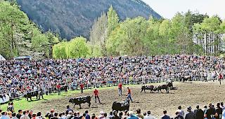 Gesucht. Beim Publikum finden Ringkuhk&auml;mpfe jahrein, jahraus grossen Anklang. Manch ein Z&uuml;chter wartet mit seinen Tieren jedoch die Oberwalliser  Fr&uuml;hjahrsausscheidungen ab. Das schm&auml;lert das Interesse am Herbstmatch.