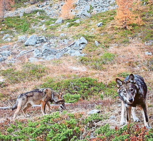 Das Bundesamt für Umwelt (Bafu) hält seinen Rekurs gegen einen Wolfsabschuss im Wallis aufrecht.