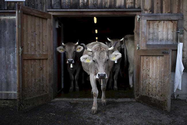 Im vergangenen Jahr mussten die Leistungen von 7145 Betrieben gekürzt werden, weil diese Mängel aufwiesen. Die Hälfte aller Verstösse betrafen das Tierwohl oder den Tierschutz.