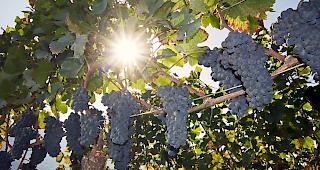 Das Weinjahr 2018. Keine Sp&auml;tfr&ouml;ste, ein trockener und heisser Sommer sowie eine sehr fr&uuml;he Traubenreife.