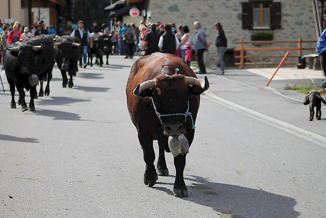 Impressionen vom Alpabzug in La Fouly im Val Ferret. 