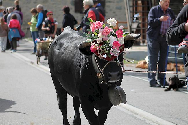 Impressionen vom Alpabzug in La Fouly im Val Ferret. 