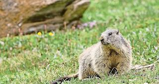 In mehreren Regionen des Oberwallis siedeln sich &uuml;berm&auml;ssig viele Murmeltiere an.