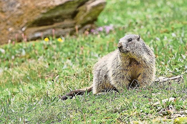 In mehreren Regionen des Oberwallis siedeln sich übermässig viele Murmeltiere an.