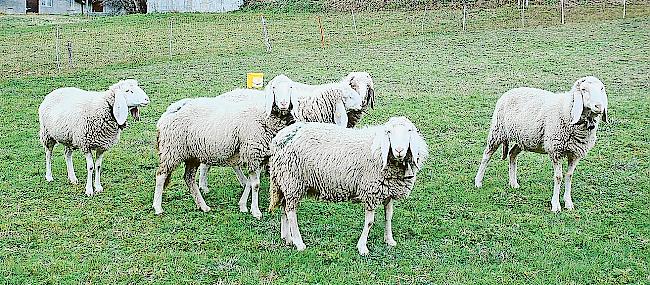 Auffallend: Die Saaser Mutten mit ihren typischen Hängeohren.