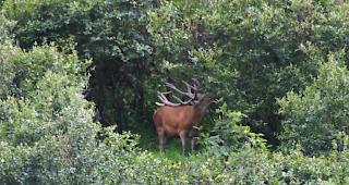 Zu wenig Absch&uuml;sse. Der Kanton er&ouml;ffnet eine Nachjagd auf den Hirsch, um das Gleichgewicht zwischen Wald und Wildtieren zu gew&auml;hrleisten.