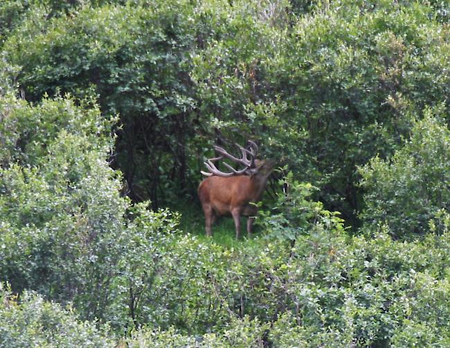 Zu wenig Abschüsse. Der Kanton eröffnet eine Nachjagd auf den Hirsch, um das Gleichgewicht zwischen Wald und Wildtieren zu gewährleisten.