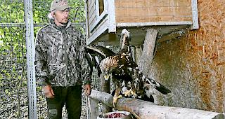 F&uuml;tterungszeit. Bernhard Steiner, der in Steg eine Pflegestation f&uuml;r Greifv&ouml;gel aufbaut, bei der F&uuml;tterung &laquo;seines&raquo; Steinadlers; heute mit Hirschfleisch aus der Region.