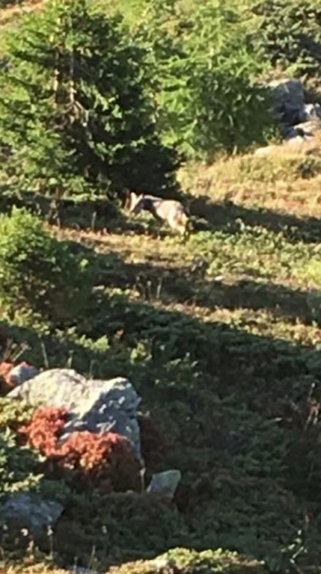 Gejagt: Am 17. September, zum Beginn der Hochjagd, wurde der derzeit auf der Abschussliste stehende Wolfsrüde M82 zwischen der Bettmeralp und der Riederalp gesichtet und fotografiert. Das damalige Aufenthaltsgebiet des Wolfes lag nicht im Abschussperimeter, weswegen das Tier nicht erlegt werden konnte. 



