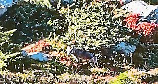 Gejagt. Am 17. September 2018 gelingt einem J&auml;ger ausserhalb des &shy;Abschussperimeters bei der Riederalp ein Schnappschuss von &shy;Wolfsr&uuml;de M82, der vom Kanton zum Abschuss freigegeben ist.