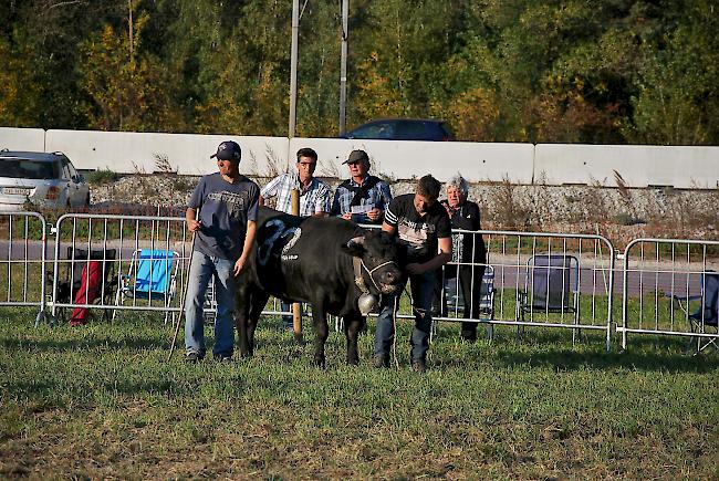 Vierte in der Gruppe A: «Surprise» aus der Stallung Bumann und Furrer aus Staldenried/Saas-Grund. 