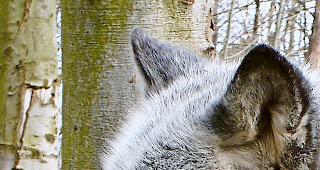 Faszinierendes Wildtier. Auch als Touristenmagnet?Foto Frenchi/Pixelio.de