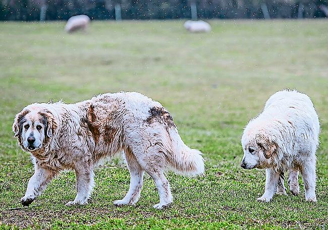 Umstritten. Wo es Wölfe gibt, setzen Schäfer mehr und mehr auf Herdenschutzhunde, da sie den Schutz vor Wölfen am besten gewährleisten. Dabei sorgen sie aber immer wieder für Konflikte in Wander- und Touristengebieten.