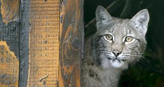Eine seit mehreren Tagen verhaltensauff&auml;llige Jungluchsin wurde am Mittwoch in Appenzell Innerrhoden durch die Jagdverwaltung erlegt (Symbolbild). 