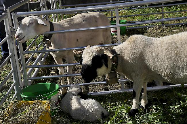 Impressionen vom ersten Alp- und Bergproduktemarkt Oberwallis.