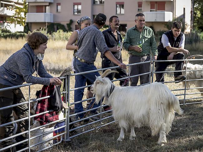 Ziegenschau in Glis. 