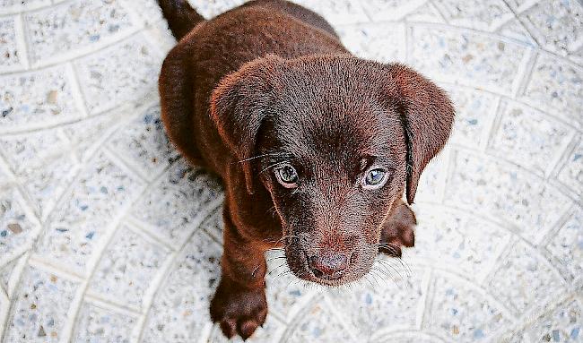 Dubiose Hundehändler werben oft mit süssen Bildern. 