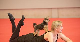 Dogdance: Ein Mix aus Hundetricks, Musik, Kreativit&auml;t und Gehorsam des eigenen Vierbeiners erm&ouml;glicht eine enge Beziehung zwischen Mensch und Hund. 