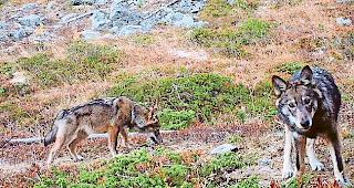 Wachstum. Laut einer neuen Auswertung der Gruppe Wolf Schweiz d&uuml;rfte die Zahl der W&ouml;lfe in der Schweiz in den kommenden Jahren st&auml;rker zunehmen als dies bisher der Fall war.