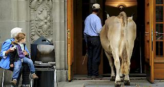 Neue Umfragen zeigen: W&auml;re am 3. November &uuml;ber die Eidgen&ouml;ssischen Vorlagen vom 25. November abgestimmt worden, h&auml;tte die Hornkuh-Initiative keine Mehrheit mehr.