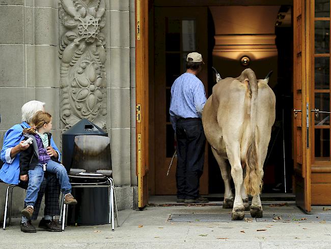 Neue Umfragen zeigen: Wäre am 3. November über die Eidgenössischen Vorlagen vom 25. November abgestimmt worden, hätte die Hornkuh-Initiative keine Mehrheit mehr.