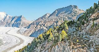 Beruhigung. An der Nordflanke der Moosfluh werden die &shy; Felsabbr&uuml;che seltener.Foto Keystone