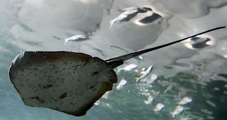 Beim Schwimmen vor der australischen Insel Tasmanien ist ein 42 Jahre alter Mann am Samstag von einem Stachelrochen t&ouml;dlich verletzt worden.