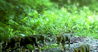 Nachwuchs. Der Verdacht, dass sich oberhalb von Trin und Flims ein zweites Wolfsrudel gebildet hat, besteht seit dem Herbst. (Symbolbild)